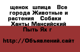 щенок  шпица - Все города Животные и растения » Собаки   . Ханты-Мансийский,Пыть-Ях г.